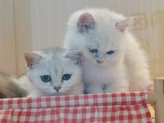 -momokira米努特·德文卷毛猫·棉花面纱犬