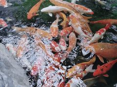 -白天鹅宾馆·流浮阁咖啡厅