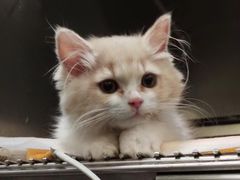 -宠爱国际动物医院· 猫科· 外科·中兽医(长白店)