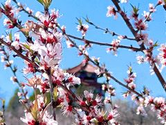 -白水寺森林公园