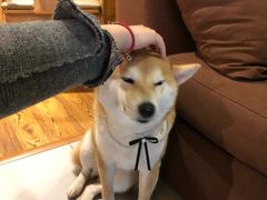 -柴务处·柴犬主题狗咖