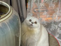 -FAELING PETS美天灵宠物(合生汇店)