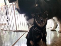 -PETKIT小佩宠物·低压洗护(国顺东路店)