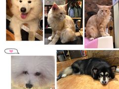 -more than meow吴止猫主题餐厅(承德 中船汇店)