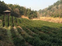 iphone_upload_pic-千岛湖龙川湾