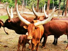 -清迈夜间动物园