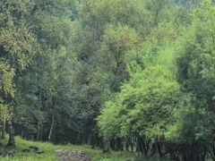 -塞罕坝国家级自然保护区