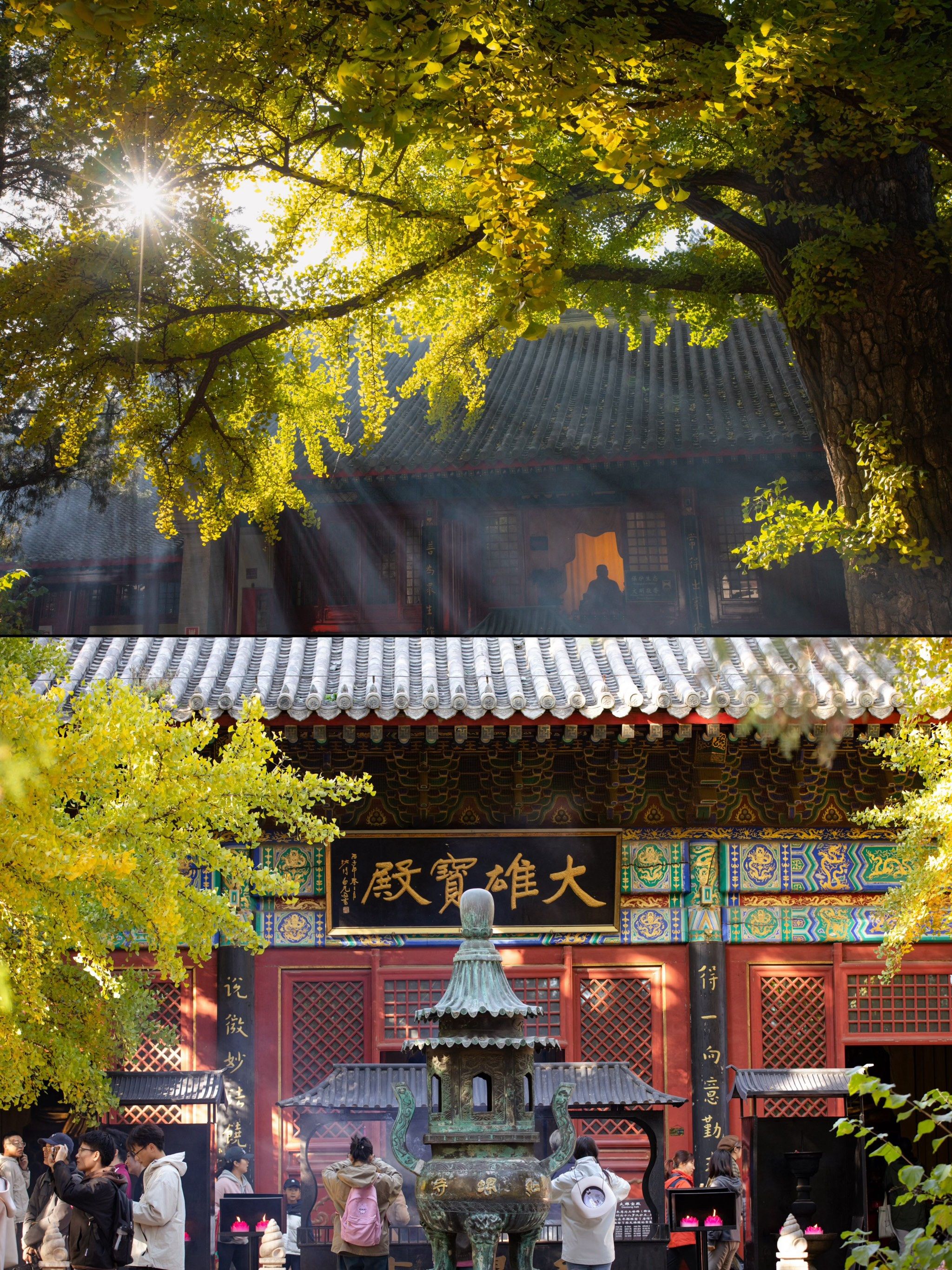 19实拍!红螺寺的千年银杏已开始黄