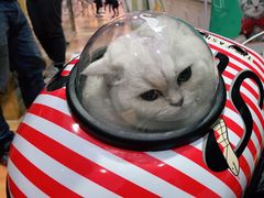 -糯米喵星人总部直营旗舰店·猫舍·幼猫出售