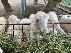 -大连铭湖国际观光牧场