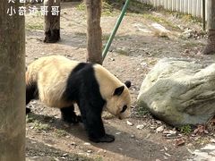 -卧龙中华大熊猫苑神树坪基地