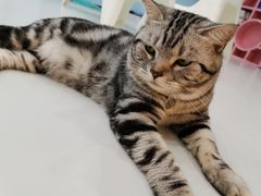 -糯米喵星人·撸猫猫舍咖啡馆(西市场嘉华店)