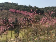 -王家小院