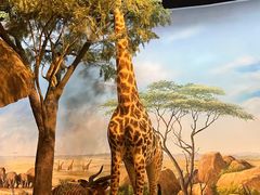 -陕西自然博物馆