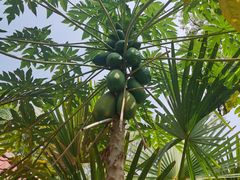 -西双版纳傣族园