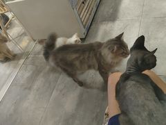 -楼上猫咖(罗湖店)