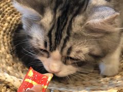 -飞行喵MR PILOT|猫舍·猫咖(静安大融城店)