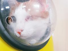 -申普宠物医院·心脏介入·心血管微创(总院)