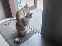 -Again Coffee Roaster(香蜜湖店)