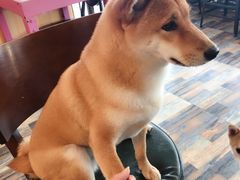-柴源莊·柴小宠柴犬咖啡