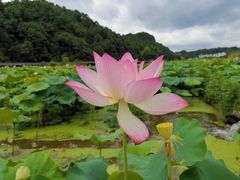 -刘伯温故里景区百丈漈