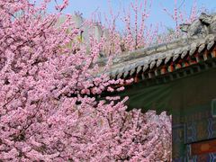 -桃花堤公园