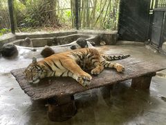 -海南热带野生动植物园