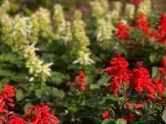 -上海滨江森林公园