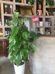-ALONG HAIR阿龙发型