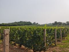 -北京张裕爱斐堡酒庄