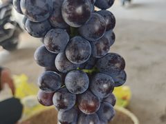 -马陆小张葡萄园农家乐