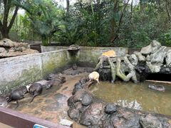 -海南热带野生动植物园