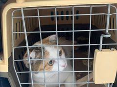 -纳吉亚猫专科动物诊疗中心(蒋宅口分院)