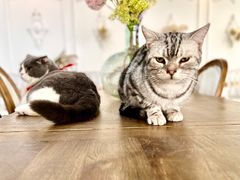 -共舞时光猫咖·狗咖(新街口店)
