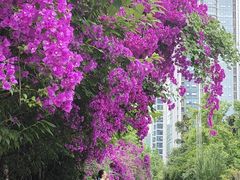 -百林公园-两江幸福广场