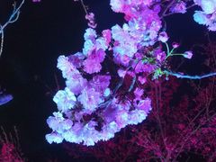 -天适樱花悠乐园