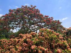-中国科学院西双版纳热带植物园