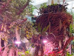 -正佳雨林生态植物园