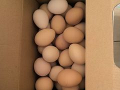 -马陆小张葡萄园农家乐