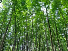 -桤木河湿地公园