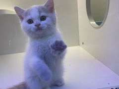 -小猫来了·猫咪专售(红山六九七九店)