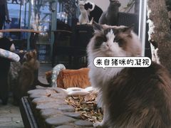 -喵屿·大理花园猫咖