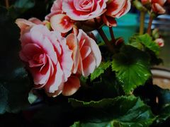 -花鸟鱼虫鲜花绿植市场(玉泉路店)