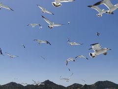 -海驴岛(荣成市)