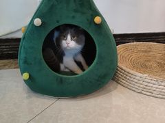 -Catmate·猫肥家润(金润铂宫店)