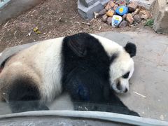 -大连森林动物园