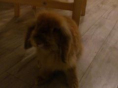 -海边的猫和咖啡馆