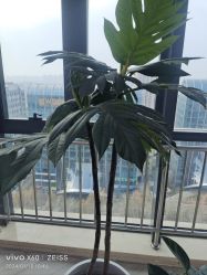 -HEYAN荷妍专业脱毛连锁机构