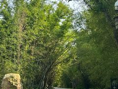 -开平碉楼文化旅游区马降龙景区