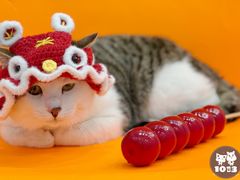-1013 PET SHOP精品宠物商店(丁香店)